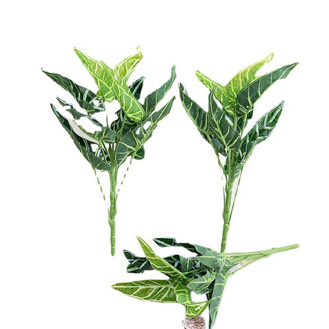 Common Calla Leaf Decorative Plants