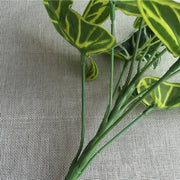 Common Calla Leaf Decorative Plants