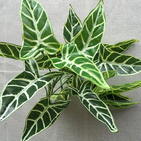 Common Calla Leaf Decorative Plants