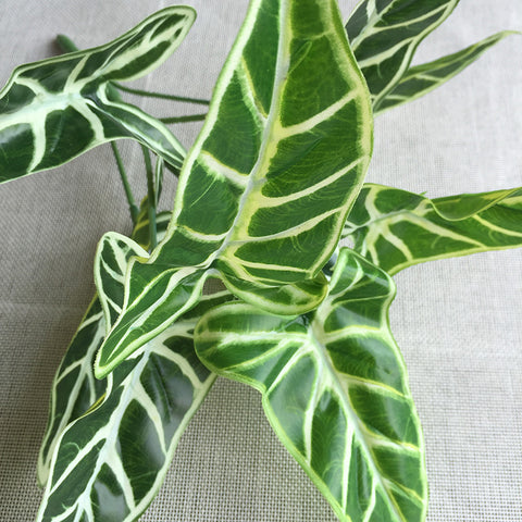 Common Calla Leaf Decorative Plants